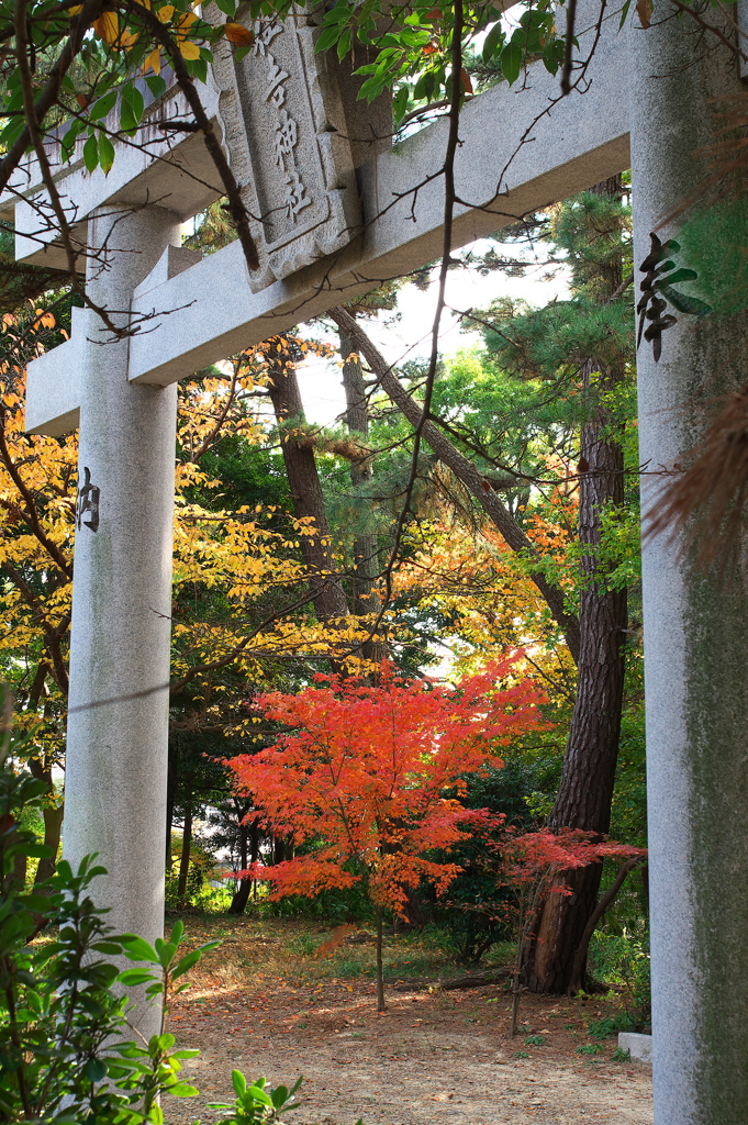 神社の紅葉１