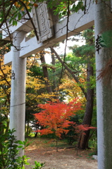 神社の紅葉１
