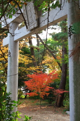 神社の紅葉１