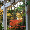 神社の紅葉１