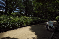 森林植物園５（アナベルの丘）