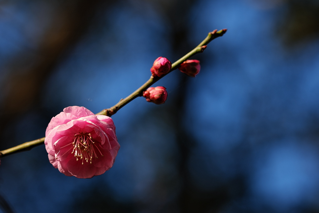 神社の梅が咲いた２