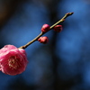 神社の梅が咲いた２