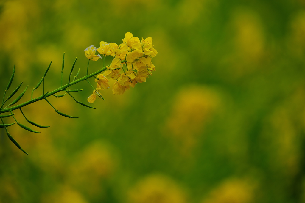 畑の菜の花が咲いた２