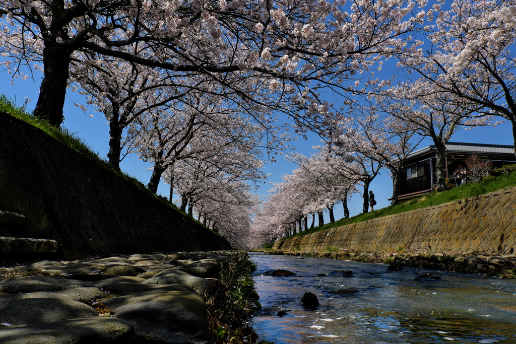 曇川緑道公園河畔からの桜並木２