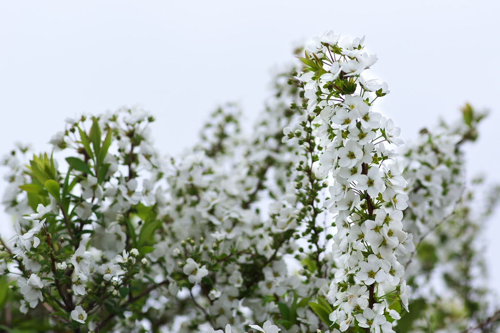 春本番、公園の雪柳（ユキヤナギ）が咲いた