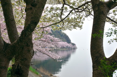 琵琶湖は海津大崎の桜４