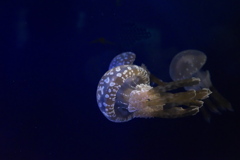 須磨海浜水族園にて（クラゲ２）