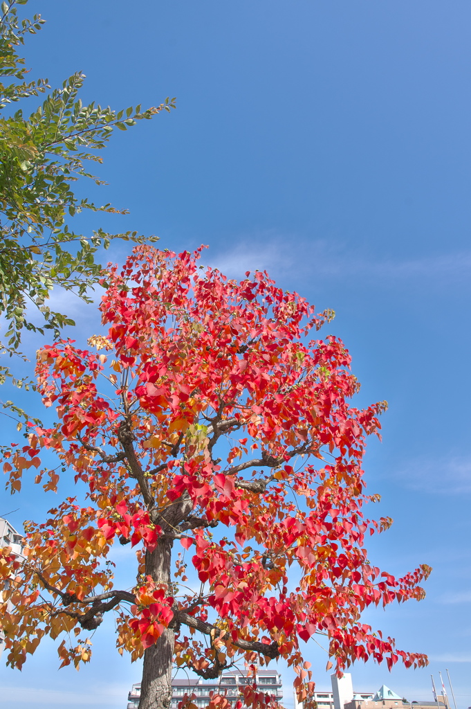 街角の紅葉（ナンキンハゼ）