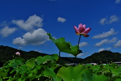 夢前蓮の花苑２