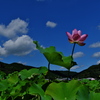 夢前蓮の花苑２