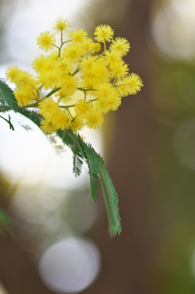春を告げる花々（アカシア）