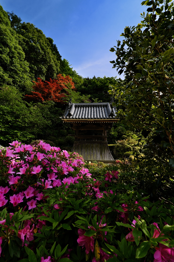 船宿寺（せんしゅくじ）の躑躅（ツツジ）２