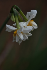 住吉神社の八重咲水仙２