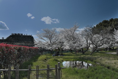 郡山城跡のサクラ１