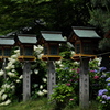 住吉神社の紫陽花（アジサイ）４