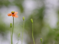 長実雛芥子（ナガミヒナゲシ）２