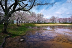 天満大池公園のサクラ２