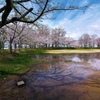 天満大池公園のサクラ２