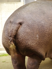王子動物園５（カバ）