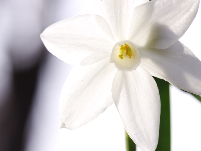 冬の花７（ペーパーホワイト３）