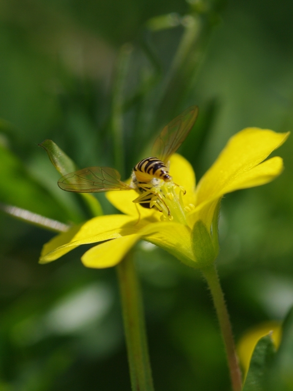 片喰（カタバミ）と蜂