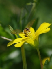 片喰（カタバミ）と蜂