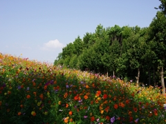 秋桜（コスモス）１