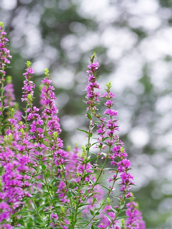 夏の花２７「ラベンダー」
