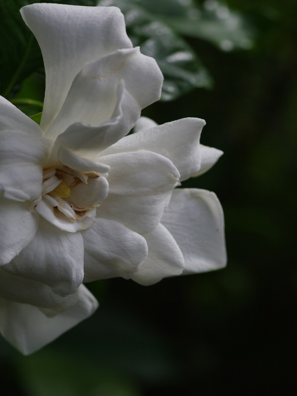 梔（クチナシ）５