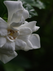 梔（クチナシ）５