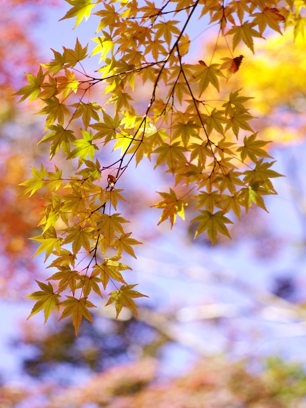 瑞宝寺公園の紅葉４