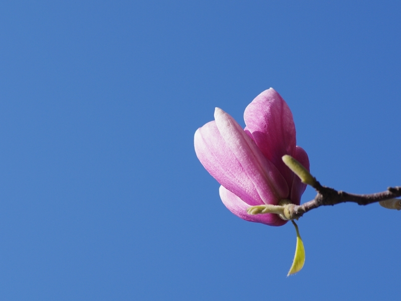 唐木蓮（トウモクレン）順光