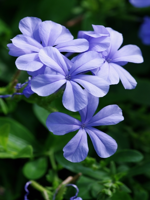 瑠璃芙莉（ルリマツリ）