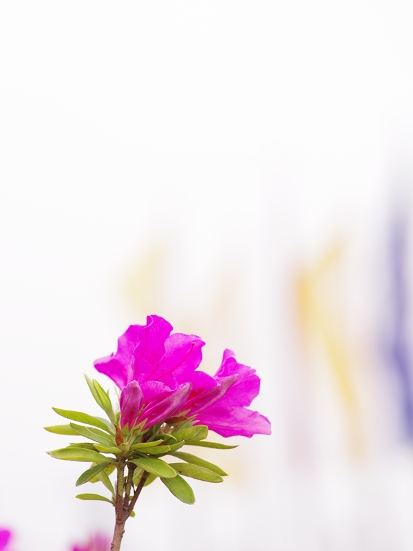 大紫躑躅（オオムラサキツツジ）