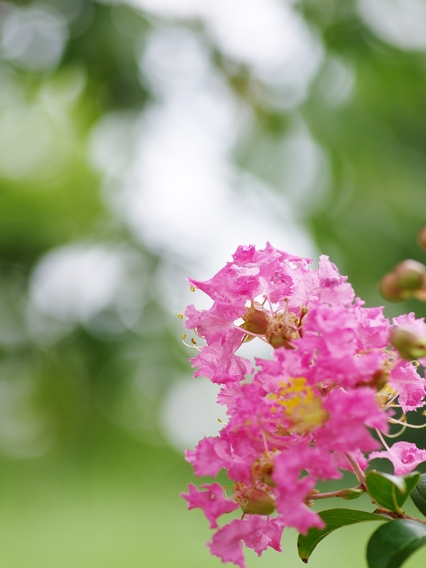 夏の花２５「百日紅（さるすべり）」