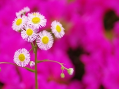 春紫苑（ハルジオン）