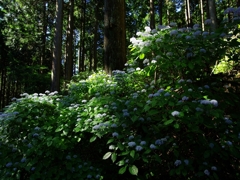 川上村のコアジサイ１