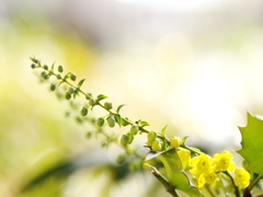 柊南天（ヒイラギナンテン）の花