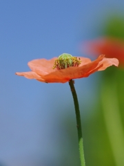 長実雛罌粟（ナガミヒナゲッシ）１４