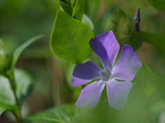 蔓日々草（ツルニチニチソウ）