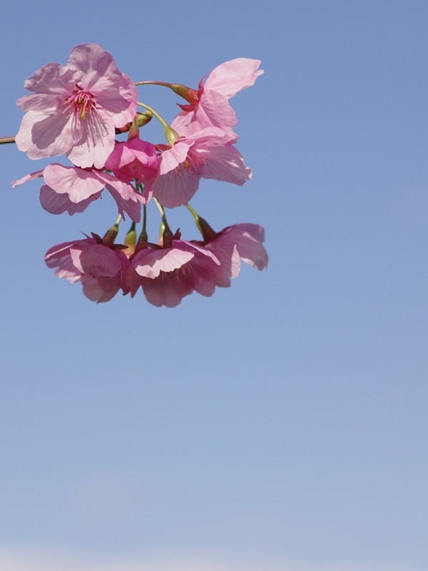 桜（サクラ）と青空