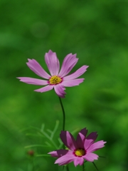 秋桜（コスモス）３