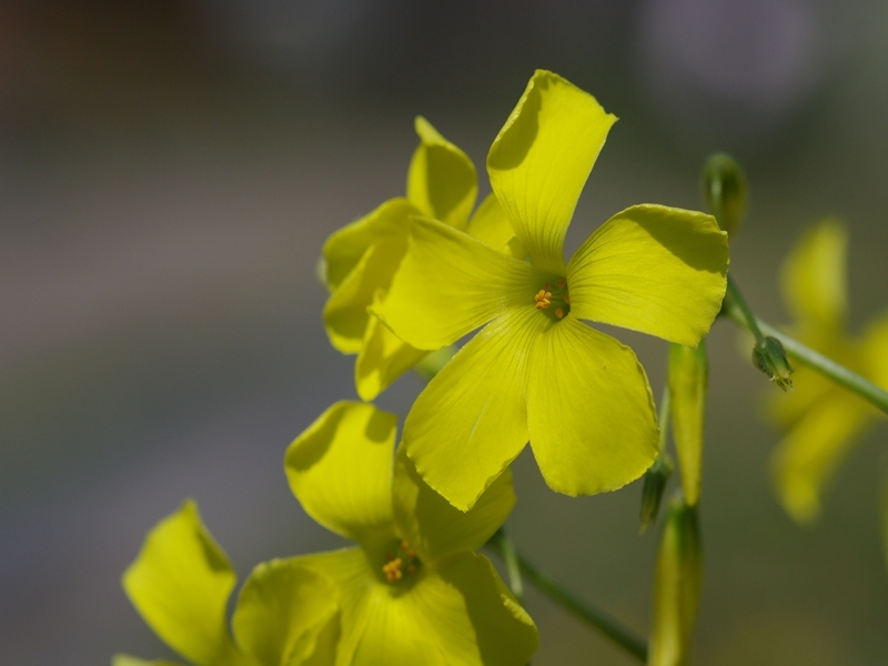 傍食（カタバミ）
