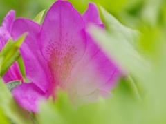 躑躅（ツツジ）