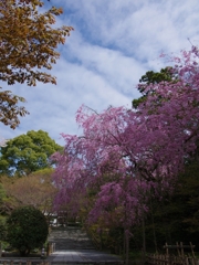 京都お寺の風景１