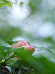 ピンクの椿（ツバキ）２