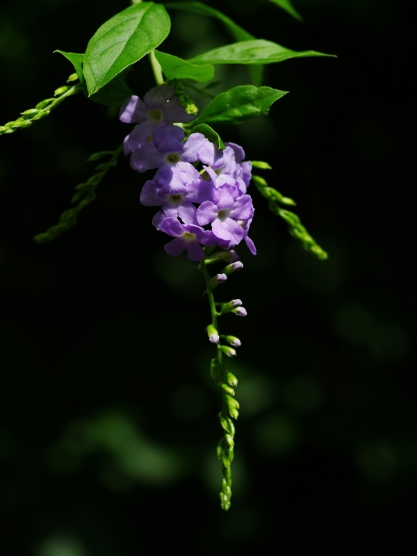夏の花３２「台湾連翹（タイワンレンギョウ）」
