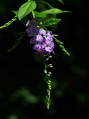 夏の花３２「台湾連翹（タイワンレンギョウ）」