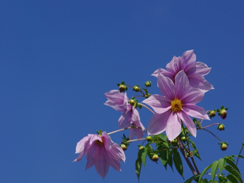 神戸須磨離宮公園のピンクい花（ダリヤ）